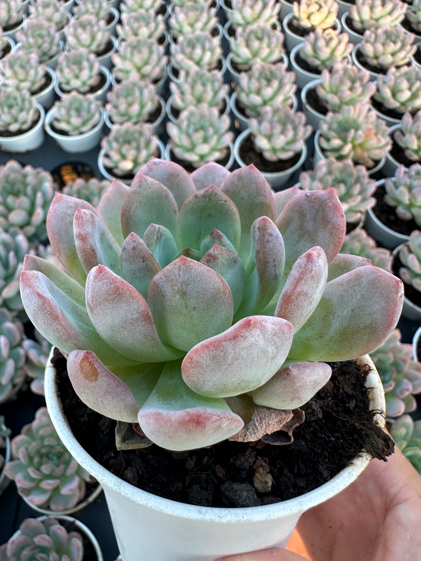 AS8 Echeveria 'Star Mark'(Pot size 3.6in)/Echeveria/Variegated Natural Live Plants Succulents