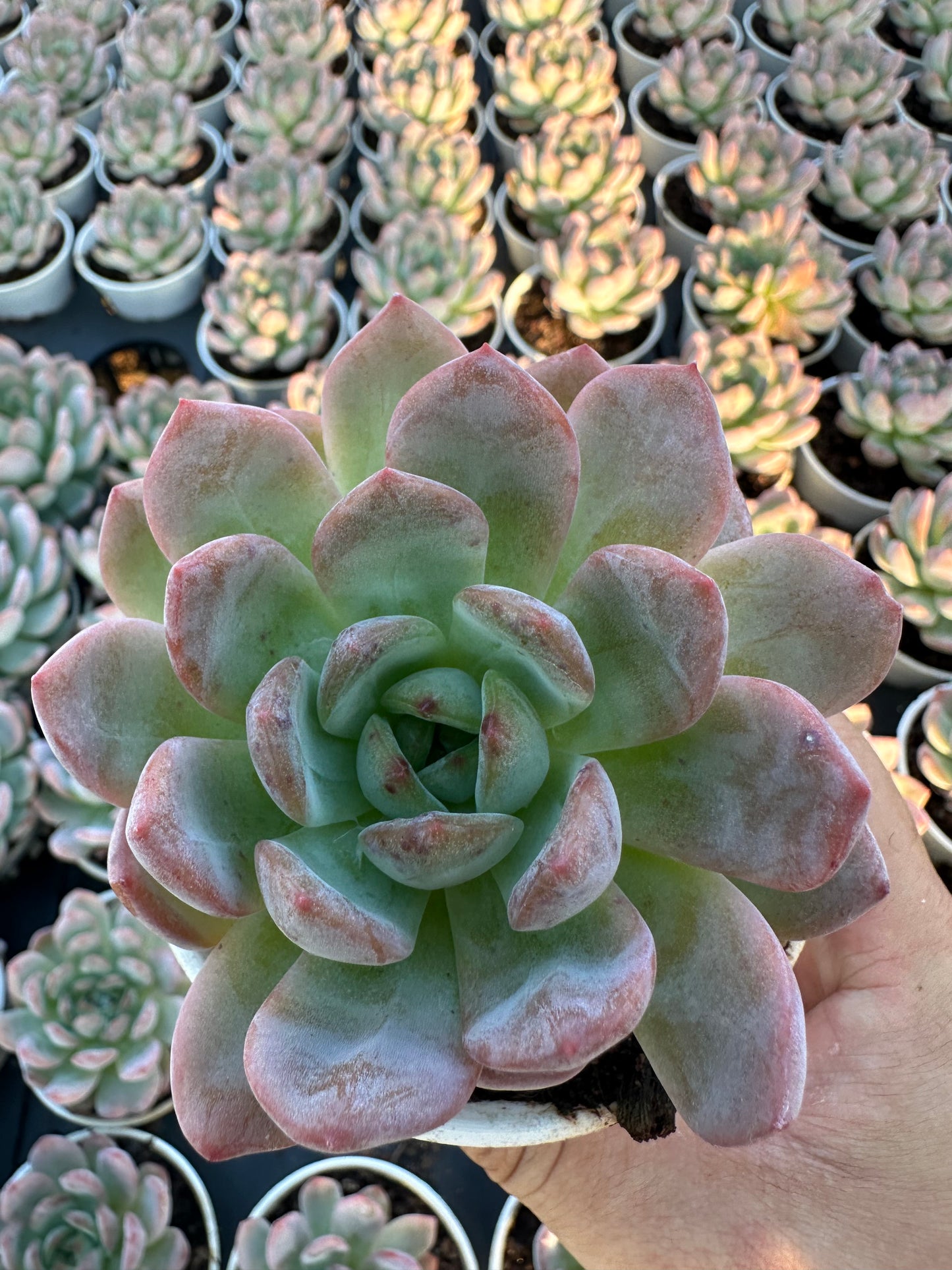 AS8 Echeveria 'Star Mark'(Pot size 3.6in)/Echeveria/Variegated Natural Live Plants Succulents