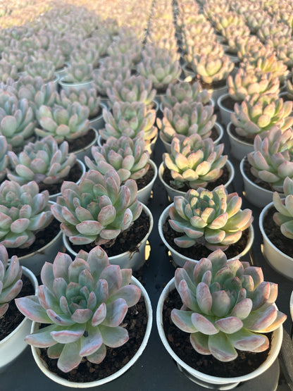 AS8 Echeveria 'Star Mark'(Pot size 3.6in)/Echeveria/Variegated Natural Live Plants Succulents