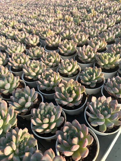 AS8 Echeveria 'Star Mark'(Pot size 3.6in)/Echeveria/Variegated Natural Live Plants Succulents