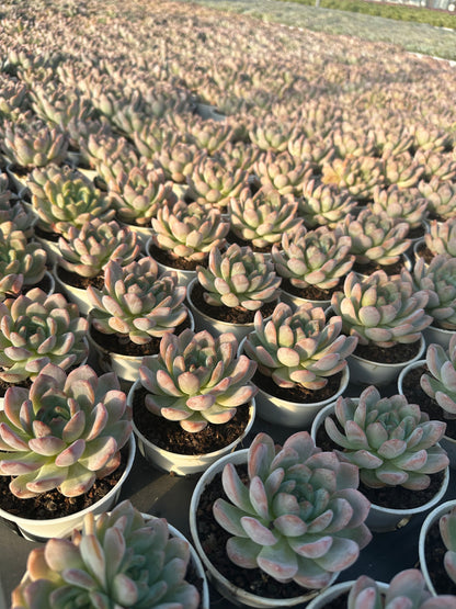 AS8 Echeveria 'Star Mark'(Pot size 3.6in)/Echeveria/Variegated Natural Live Plants Succulents