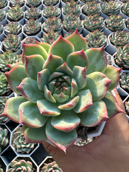 AS9 Echeveria chihuahuaensis(Pot size 3.6in)/Echeveria/Variegated Natural Live Plants Succulents