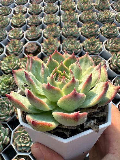 AS9 Echeveria chihuahuaensis(Pot size 3.6in)/Echeveria/Variegated Natural Live Plants Succulents