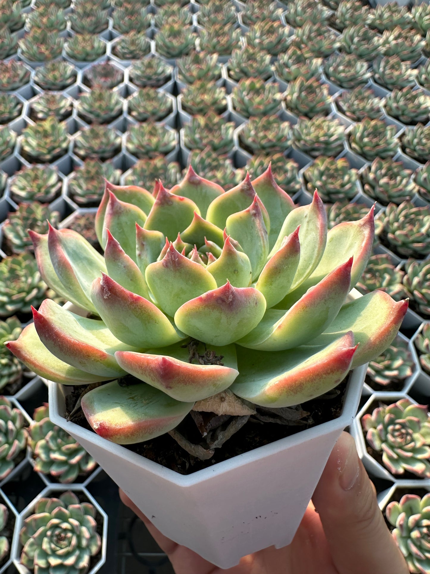 AS9 Echeveria chihuahuaensis(Pot size 3.6in)/Echeveria/Variegated Natural Live Plants Succulents