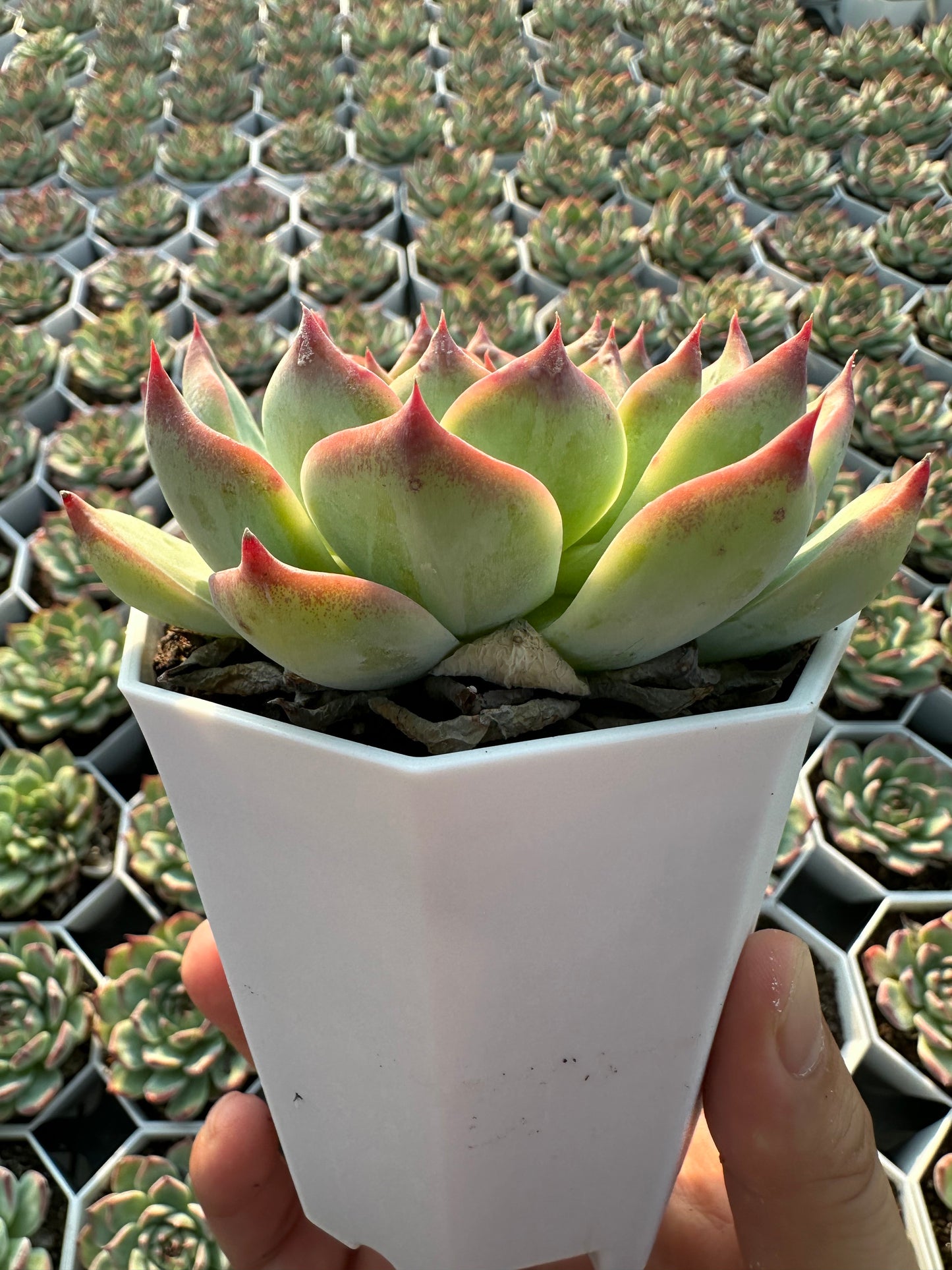 AS9 Echeveria chihuahuaensis(Pot size 3.6in)/Echeveria/Variegated Natural Live Plants Succulents