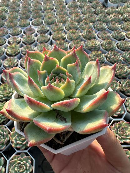 AS9 Echeveria chihuahuaensis(Pot size 3.6in)/Echeveria/Variegated Natural Live Plants Succulents