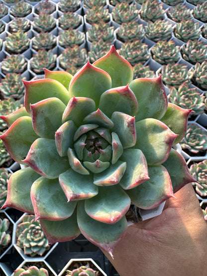 AS9 Echeveria chihuahuaensis(Pot size 3.6in)/Echeveria/Variegated Natural Live Plants Succulents