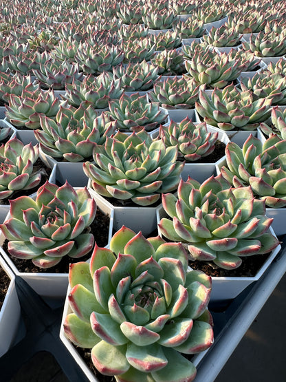 AS9 Echeveria chihuahuaensis(Pot size 3.6in)/Echeveria/Variegated Natural Live Plants Succulents