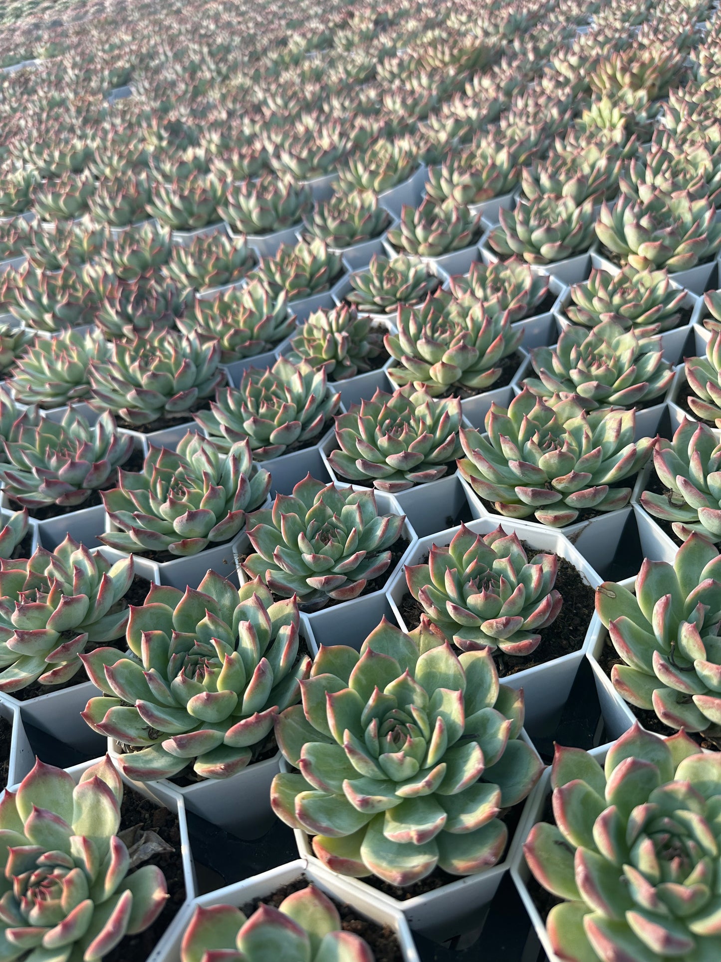 AS9 Echeveria chihuahuaensis(Pot size 3.6in)/Echeveria/Variegated Natural Live Plants Succulents