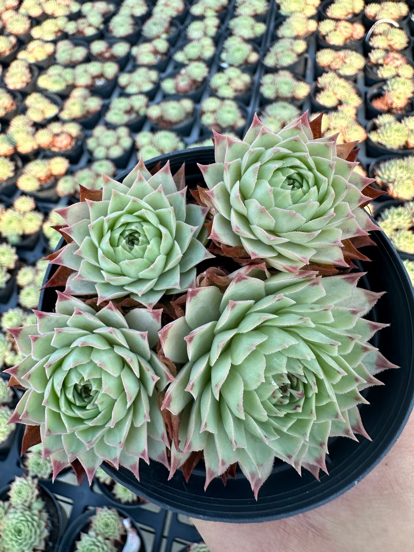 AS10 Sempervivum tectorum ssp. Calcareum cluster(Pot size 4in)/Echeveria/Variegated Natural Live Plants Succulents