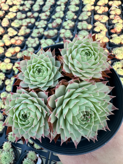 AS10 Sempervivum tectorum ssp. Calcareum cluster(Pot size 4in)/Echeveria/Variegated Natural Live Plants Succulents