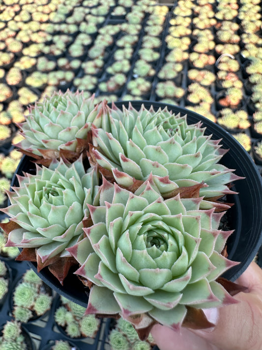 AS10 Sempervivum tectorum ssp. Calcareum cluster(Pot size 4in)/Echeveria/Variegated Natural Live Plants Succulents