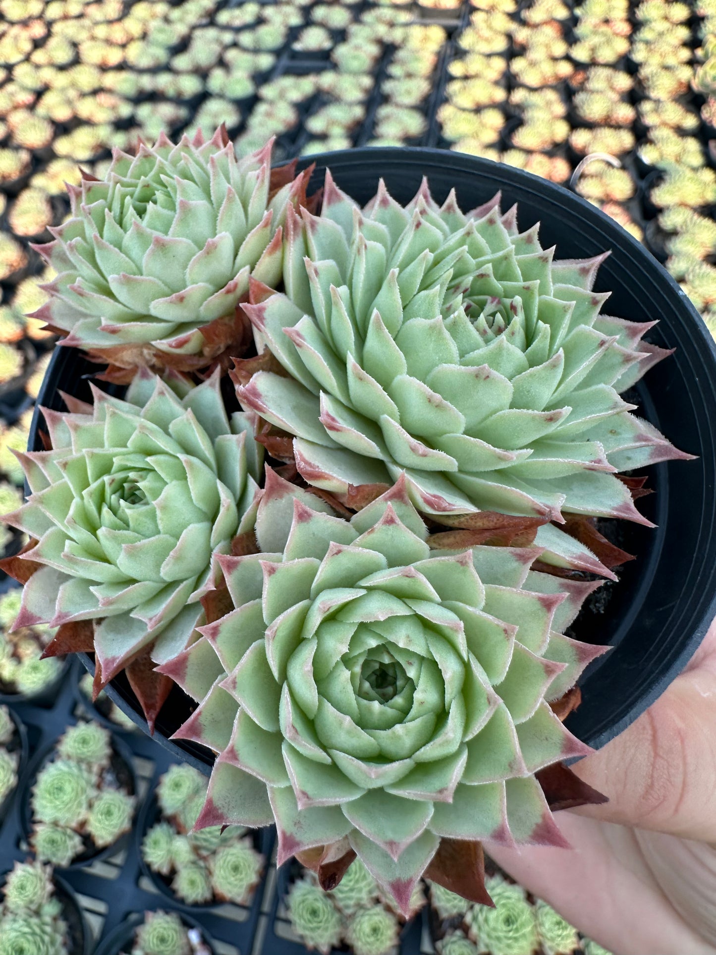 AS10 Sempervivum tectorum ssp. Calcareum cluster(Pot size 4in)/Echeveria/Variegated Natural Live Plants Succulents