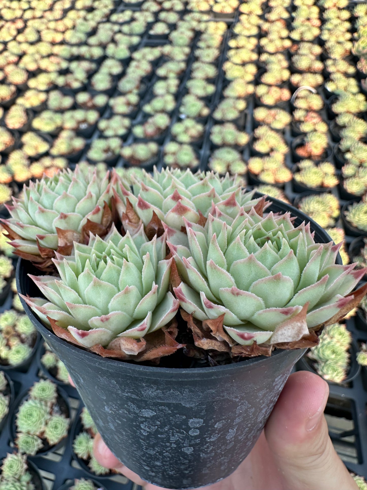 AS10 Sempervivum tectorum ssp. Calcareum cluster(Pot size 4in)/Echeveria/Variegated Natural Live Plants Succulents