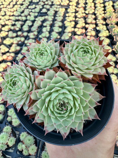 AS10 Sempervivum tectorum ssp. Calcareum cluster(Pot size 4in)/Echeveria/Variegated Natural Live Plants Succulents