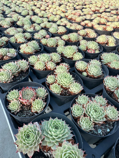 AS10 Sempervivum tectorum ssp. Calcareum cluster(Pot size 4in)/Echeveria/Variegated Natural Live Plants Succulents