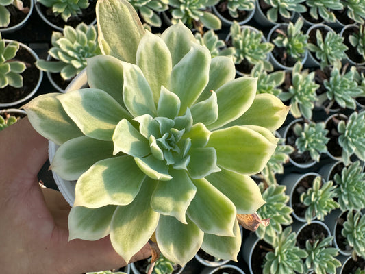 AS11 Echeveria'Lemon Rose'Variegated(Pot size 3.6in)/Echeveria/Variegated Natural Live Plants Succulents