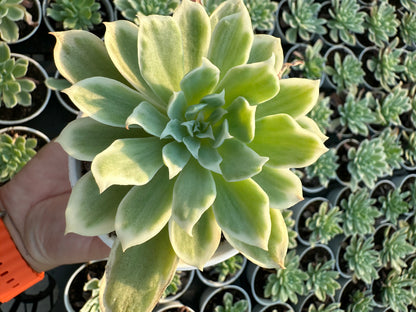 AS11 Echeveria'Lemon Rose'Variegated(Pot size 3.6in)/Echeveria/Variegated Natural Live Plants Succulents