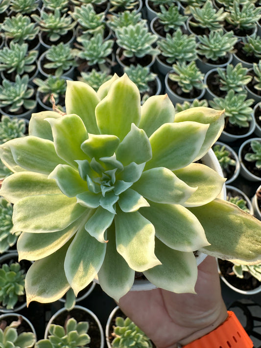 AS11 Echeveria'Lemon Rose'Variegated(Pot size 3.6in)/Echeveria/Variegated Natural Live Plants Succulents