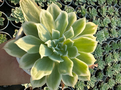 AS11 Echeveria'Lemon Rose'Variegated(Pot size 3.6in)/Echeveria/Variegated Natural Live Plants Succulents