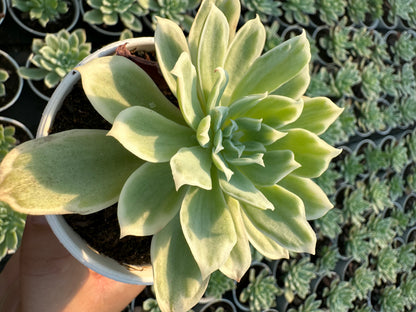 AS11 Echeveria'Lemon Rose'Variegated(Pot size 3.6in)/Echeveria/Variegated Natural Live Plants Succulents