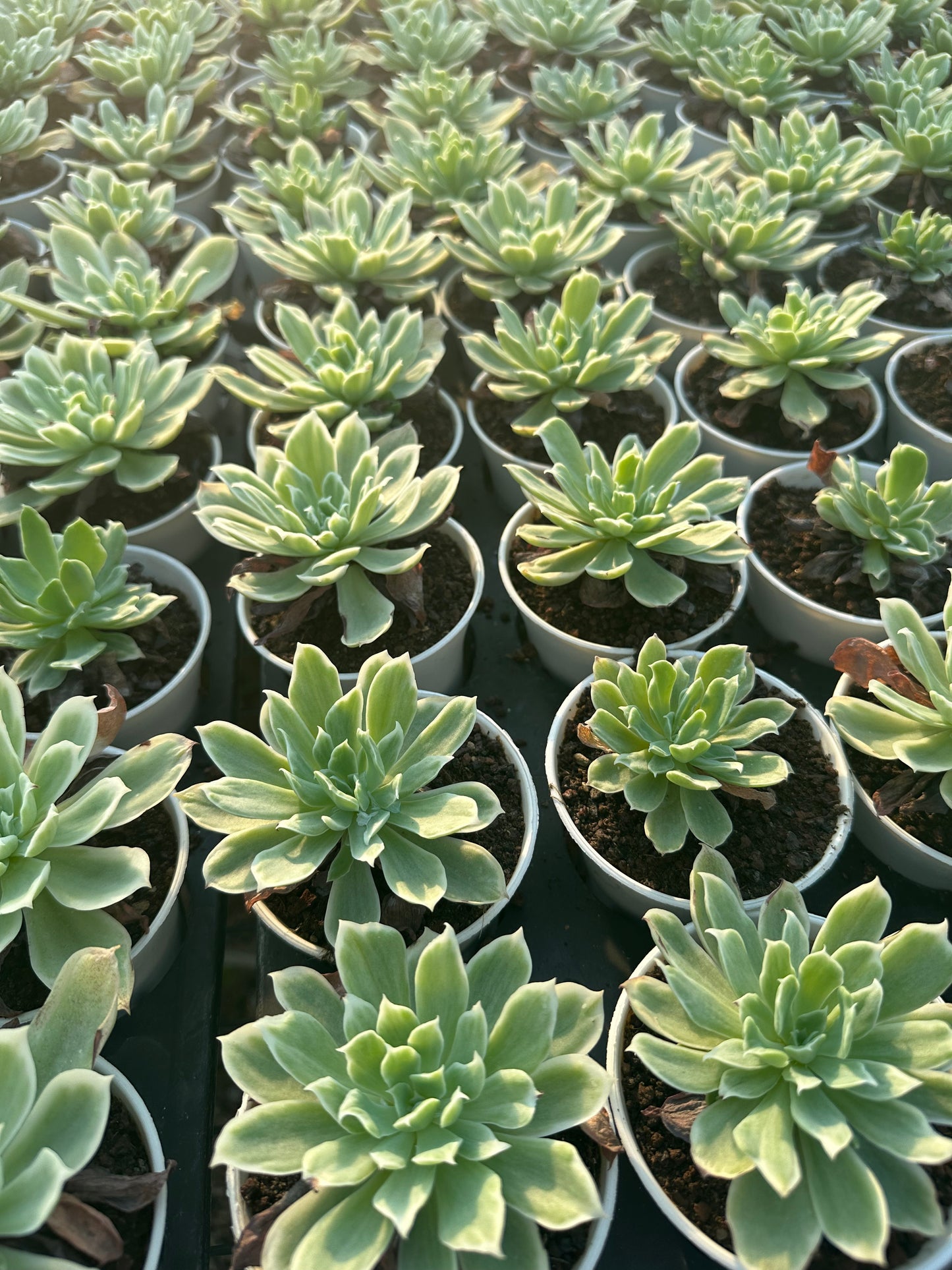 AS11 Echeveria'Lemon Rose'Variegated(Pot size 3.6in)/Echeveria/Variegated Natural Live Plants Succulents