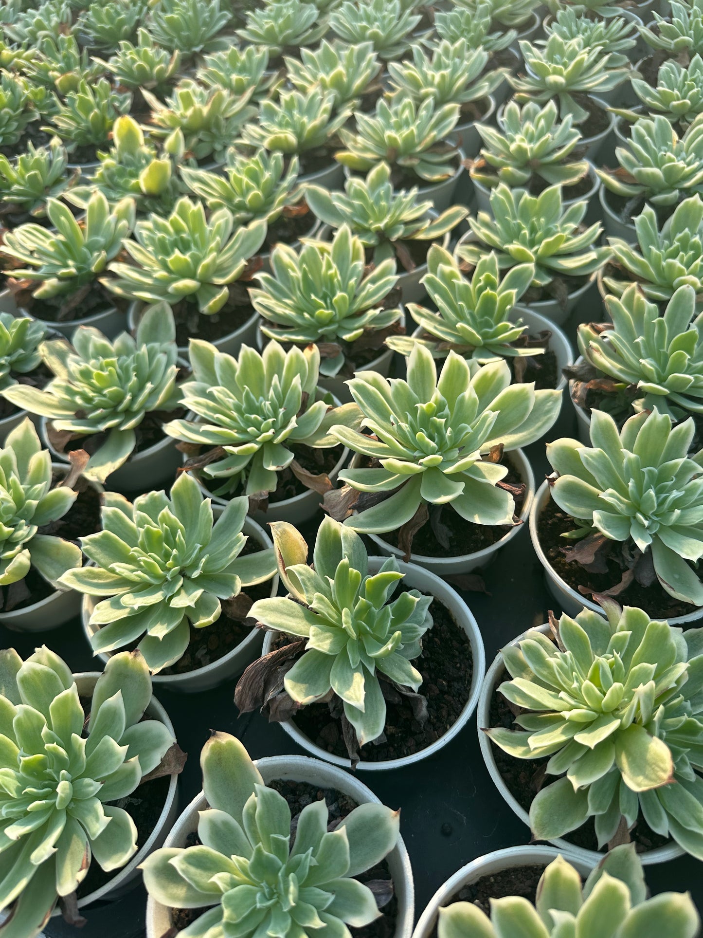 AS11 Echeveria'Lemon Rose'Variegated(Pot size 3.6in)/Echeveria/Variegated Natural Live Plants Succulents