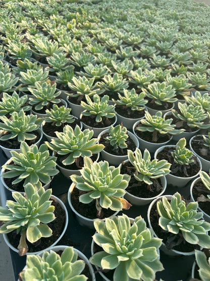 AS11 Echeveria'Lemon Rose'Variegated(Pot size 3.6in)/Echeveria/Variegated Natural Live Plants Succulents