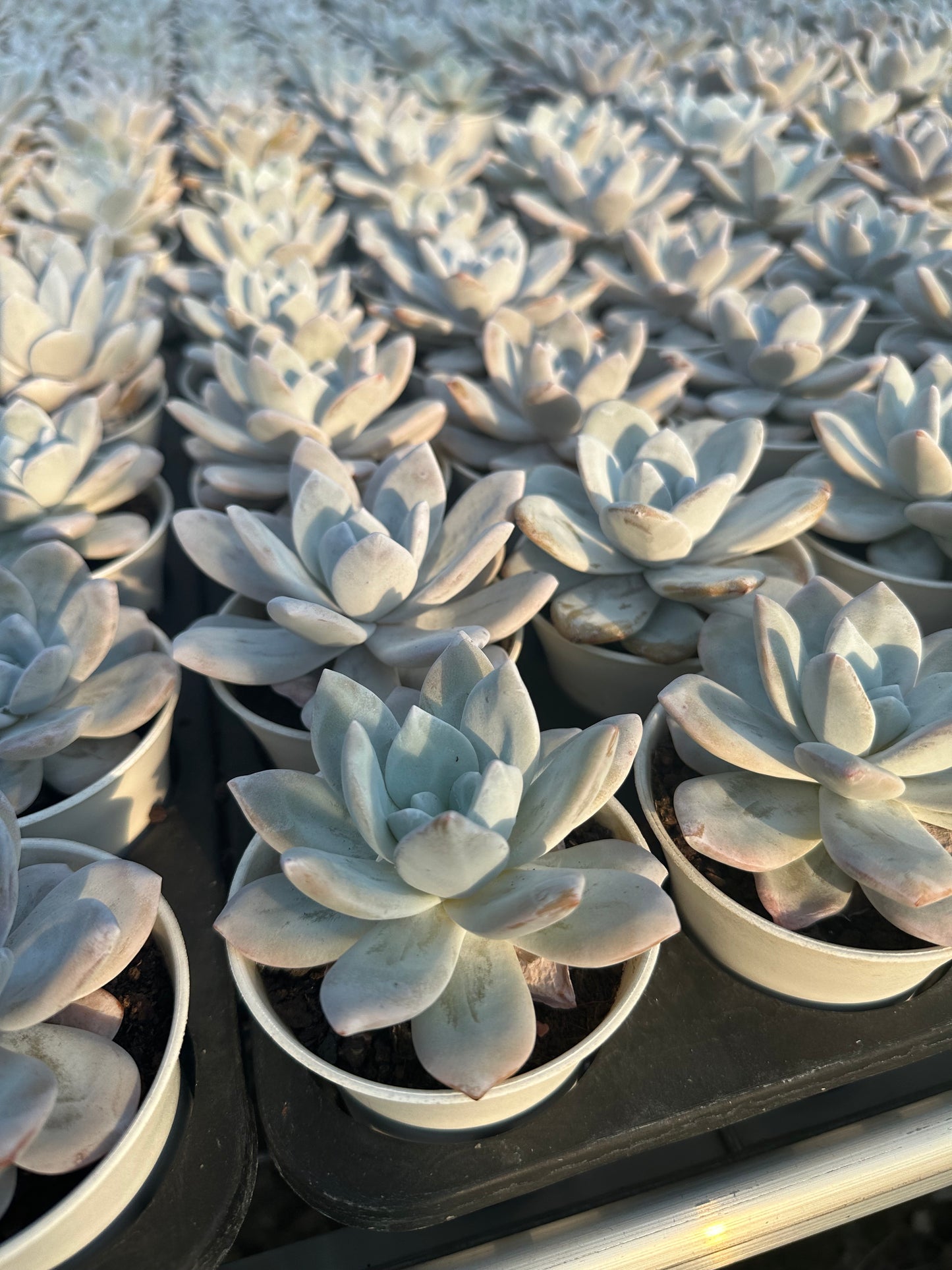 AS12 Echeveria laui Moran et J. Meyrán(Pot size 3.6in)/Echeveria/Variegated Natural Live Plants Succulents