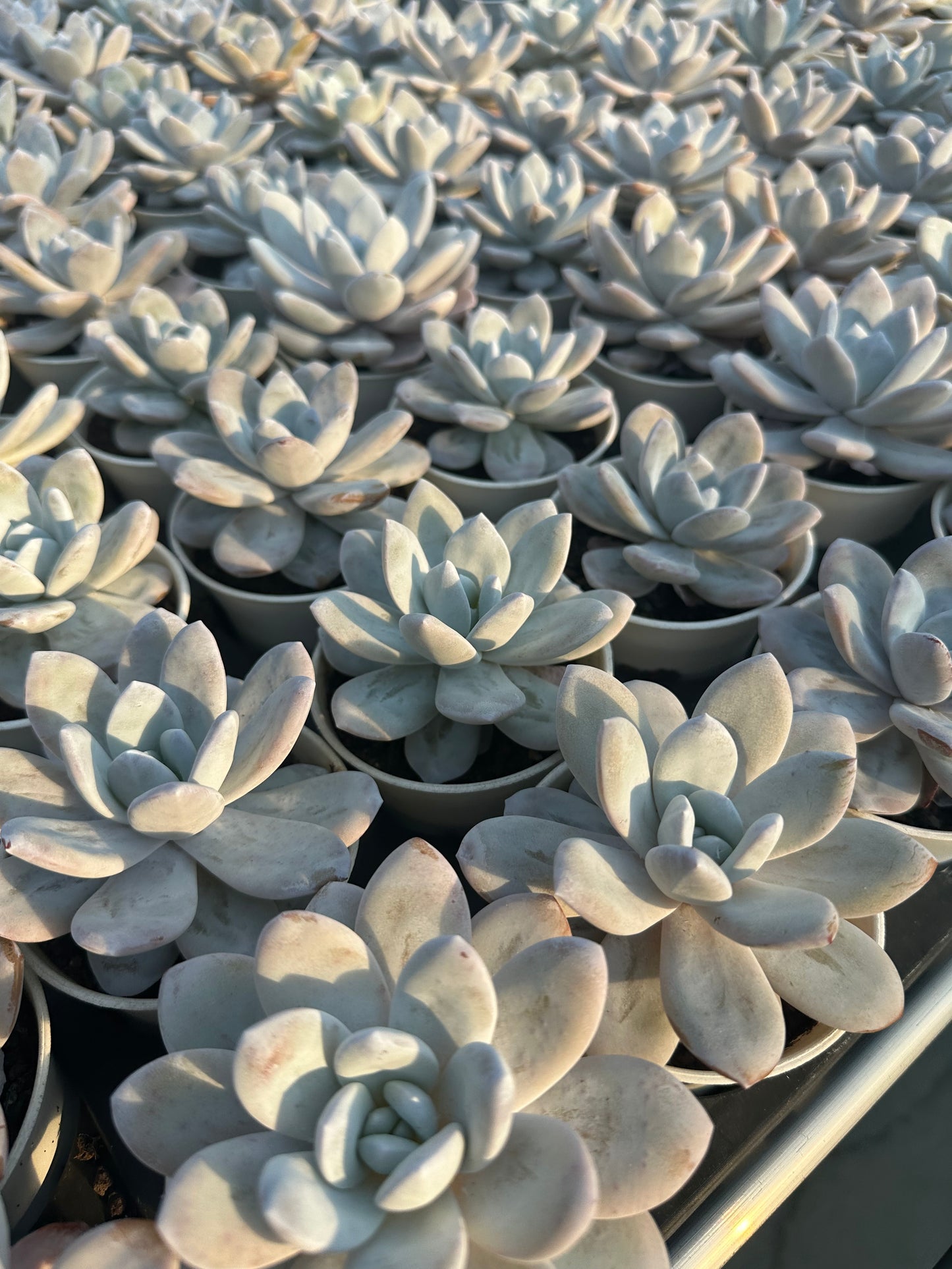 AS12 Echeveria laui Moran et J. Meyrán(Pot size 3.6in)/Echeveria/Variegated Natural Live Plants Succulents