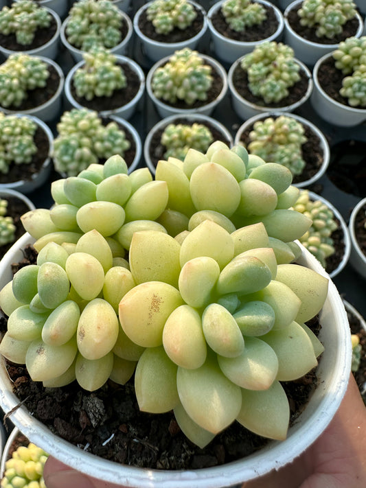 AS13 Echeveria pulvinata cluster(Pot size 3.6in)/Echeveria/Variegated Natural Live Plants Succulents