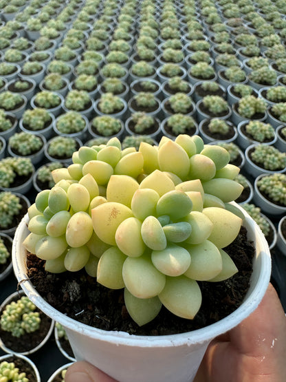 AS13 Echeveria pulvinata cluster(Pot size 3.6in)/Echeveria/Variegated Natural Live Plants Succulents