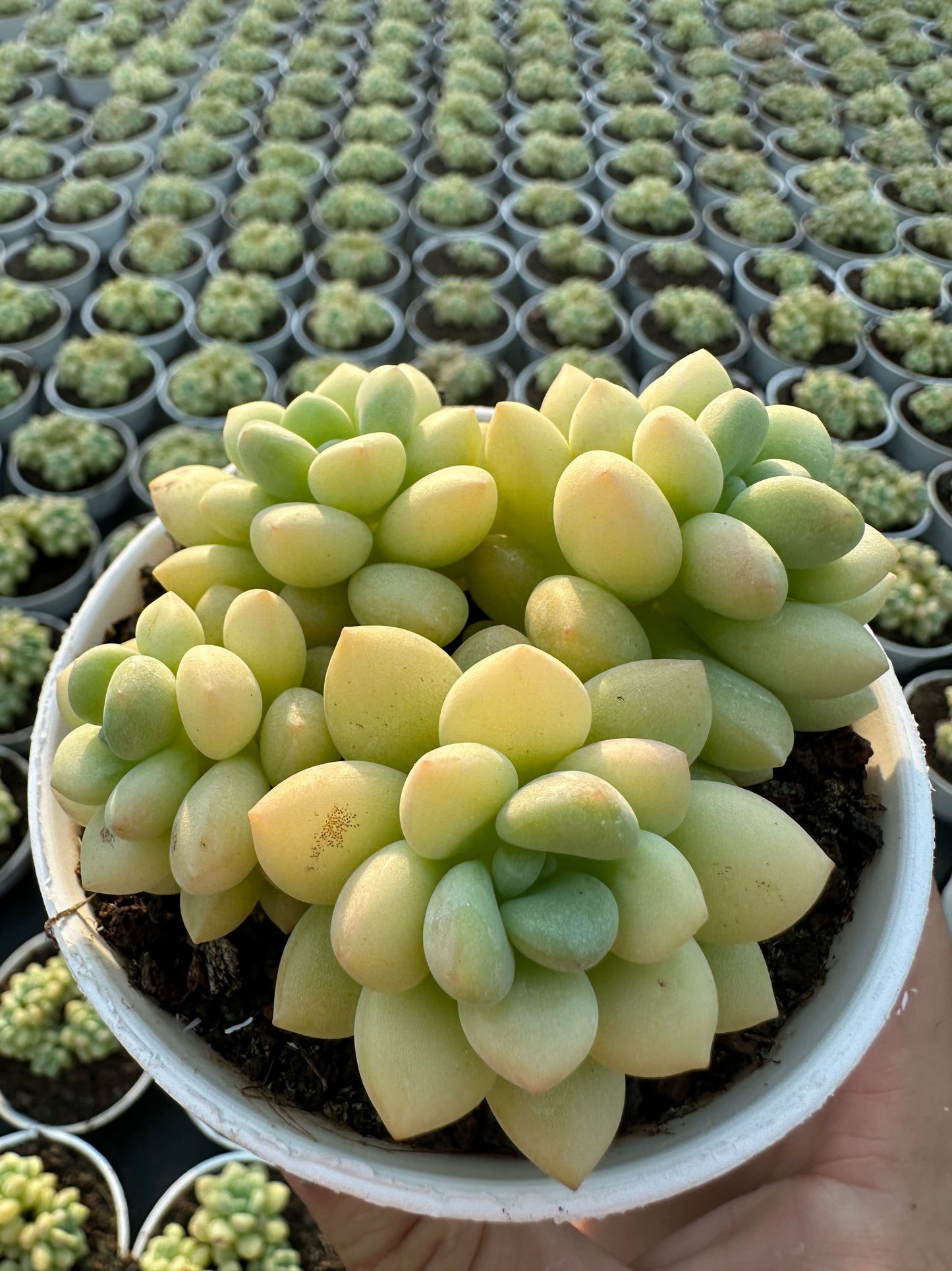 AS13 Echeveria pulvinata cluster(Pot size 3.6in)/Echeveria/Variegated Natural Live Plants Succulents