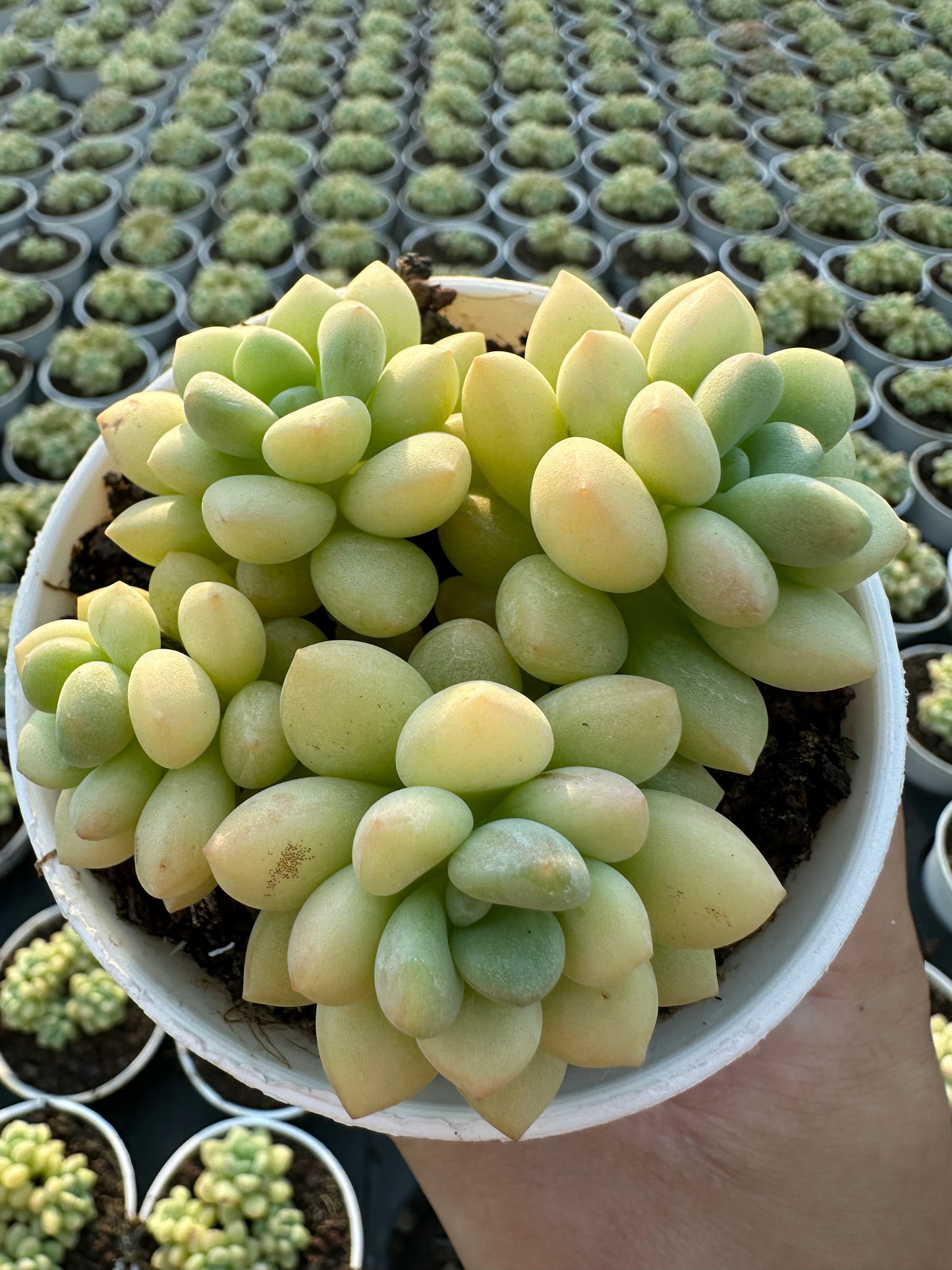 AS13 Echeveria pulvinata cluster(Pot size 3.6in)/Echeveria/Variegated Natural Live Plants Succulents