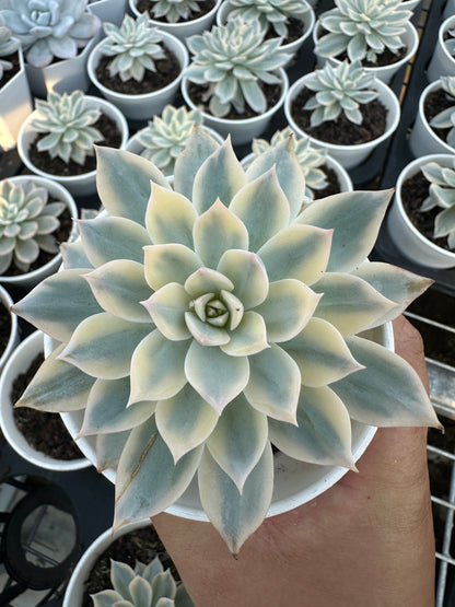 AS14 Echeveria peacockii Baker 'Variegated'(Pot size 3.6in)/Echeveria/Variegated Natural Live Plants Succulents