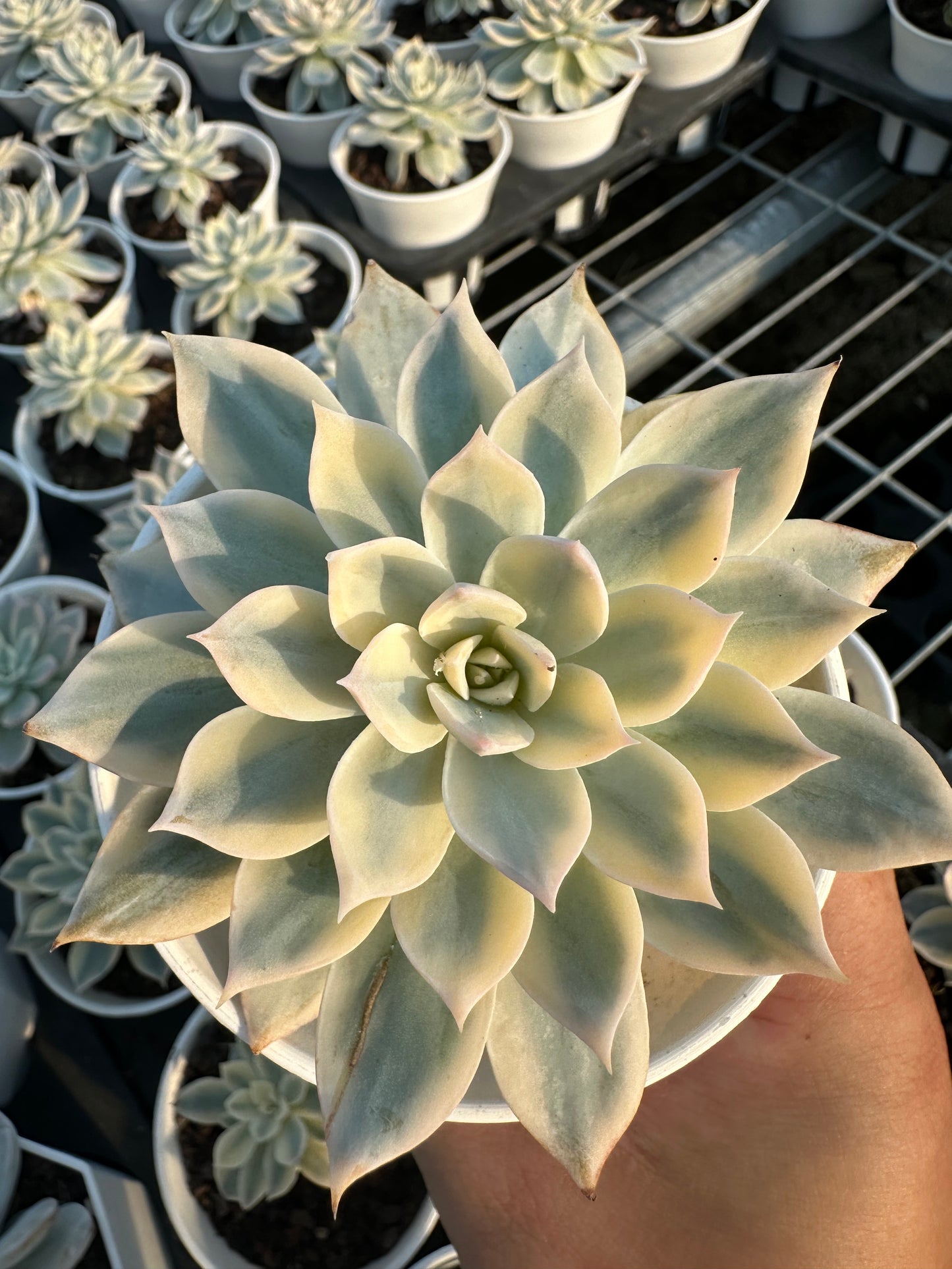 AS14 Echeveria peacockii Baker 'Variegated'(Pot size 3.6in)/Echeveria/Variegated Natural Live Plants Succulents