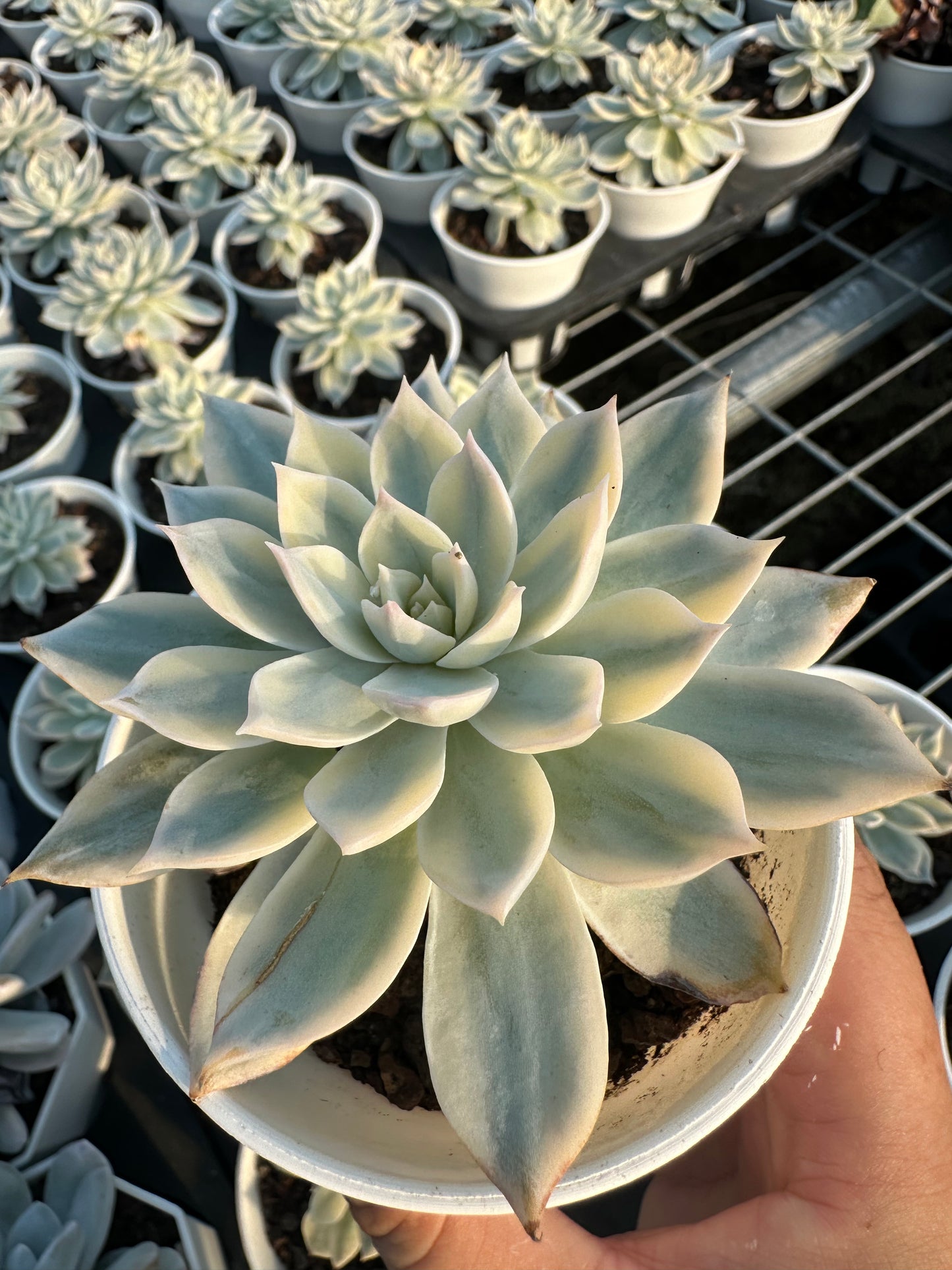 AS14 Echeveria peacockii Baker 'Variegated'(Pot size 3.6in)/Echeveria/Variegated Natural Live Plants Succulents