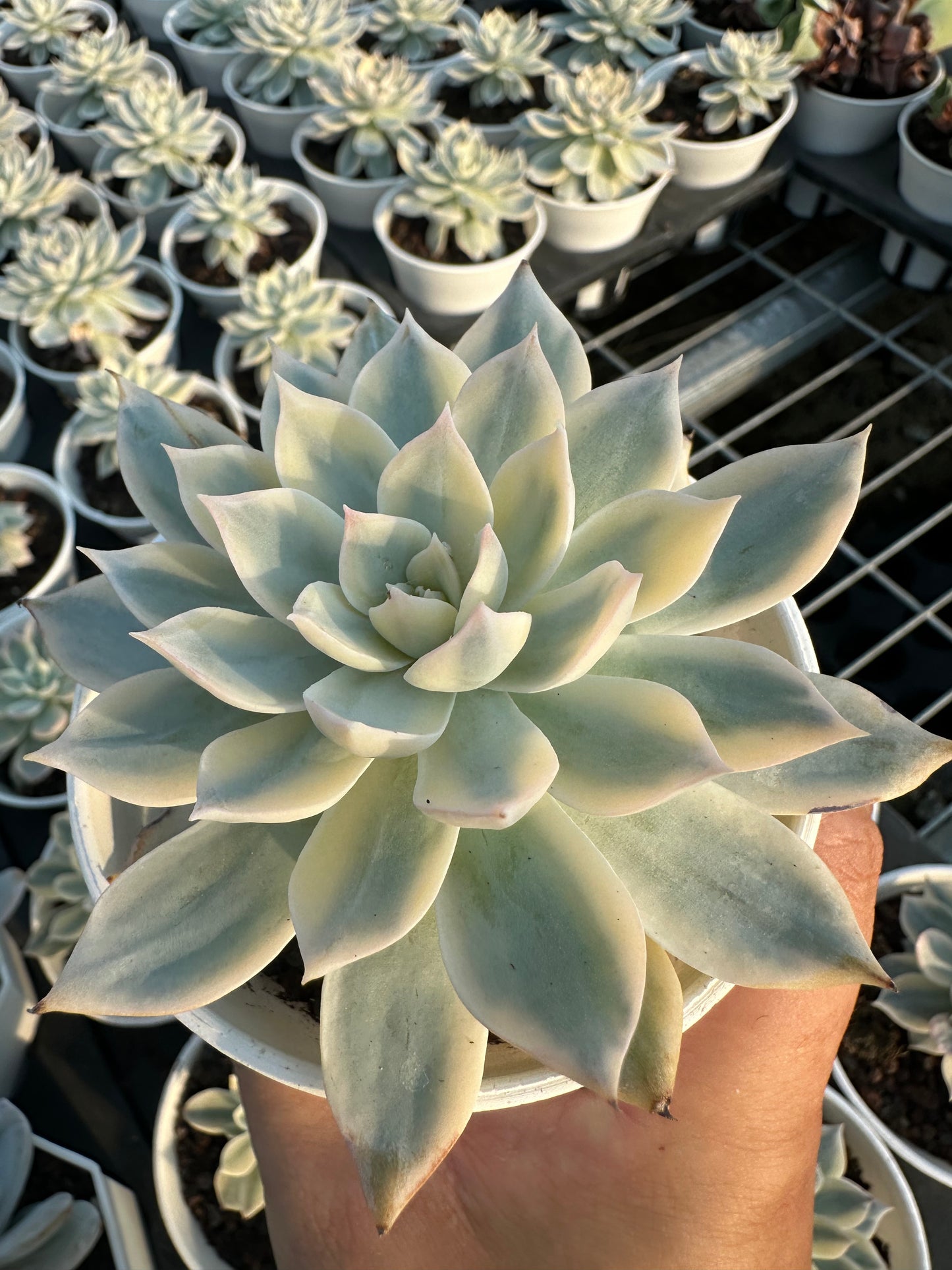 AS14 Echeveria peacockii Baker 'Variegated'(Pot size 3.6in)/Echeveria/Variegated Natural Live Plants Succulents