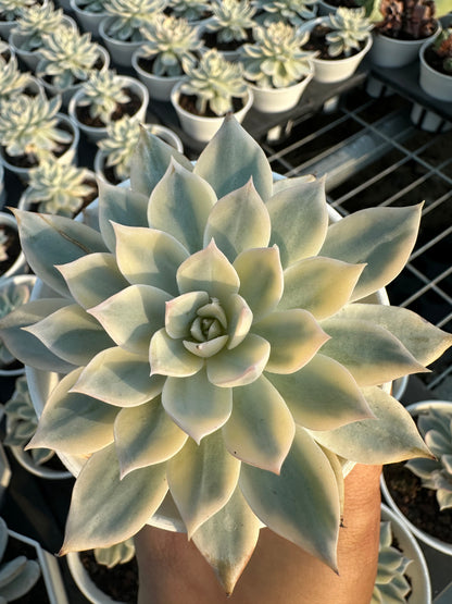 AS14 Echeveria peacockii Baker 'Variegated'(Pot size 3.6in)/Echeveria/Variegated Natural Live Plants Succulents