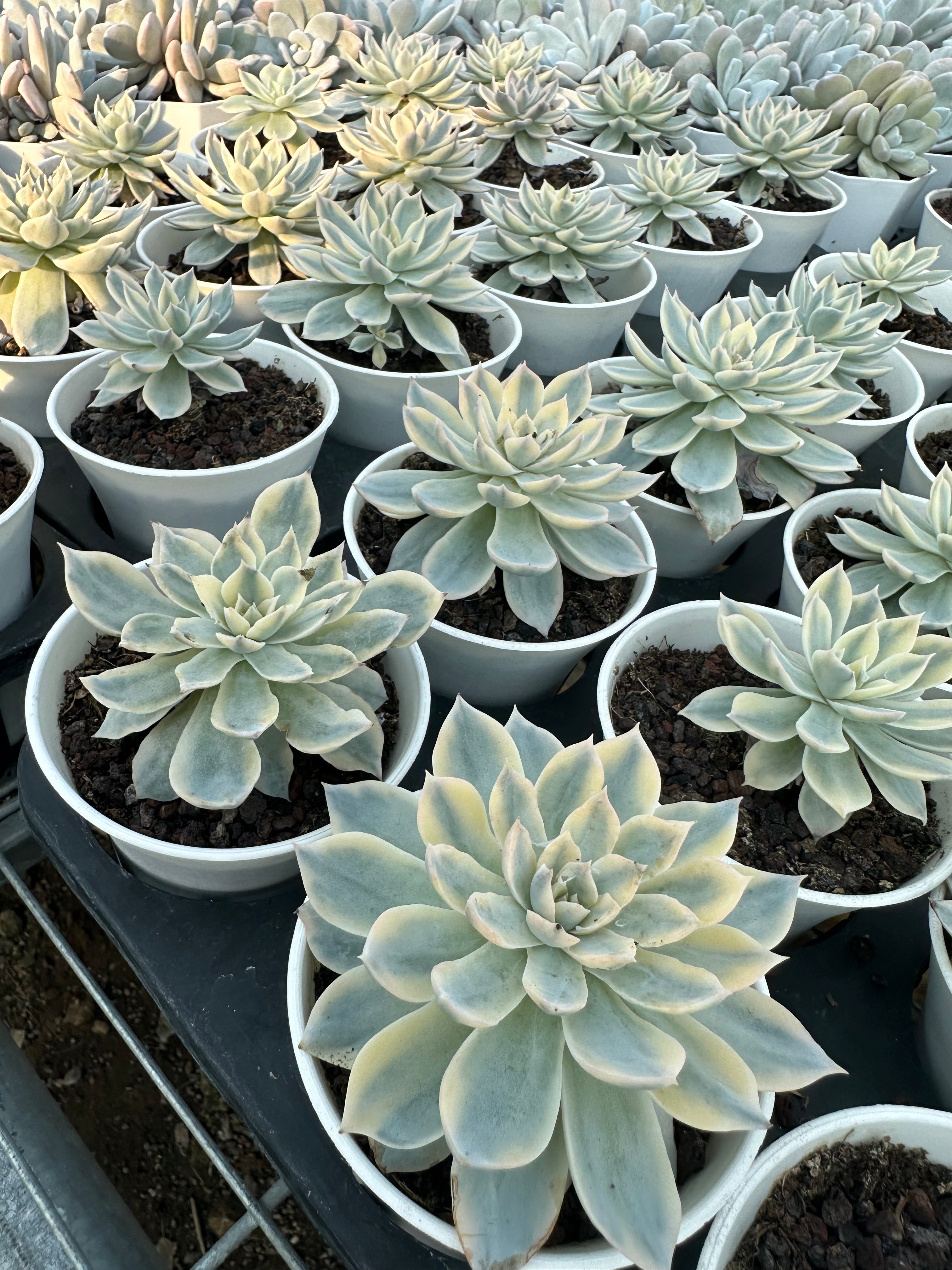 Echeveria Peacockii Bluette Variegated Cluster with Albino Head Ultra Rare store Succulents Imported from Korea