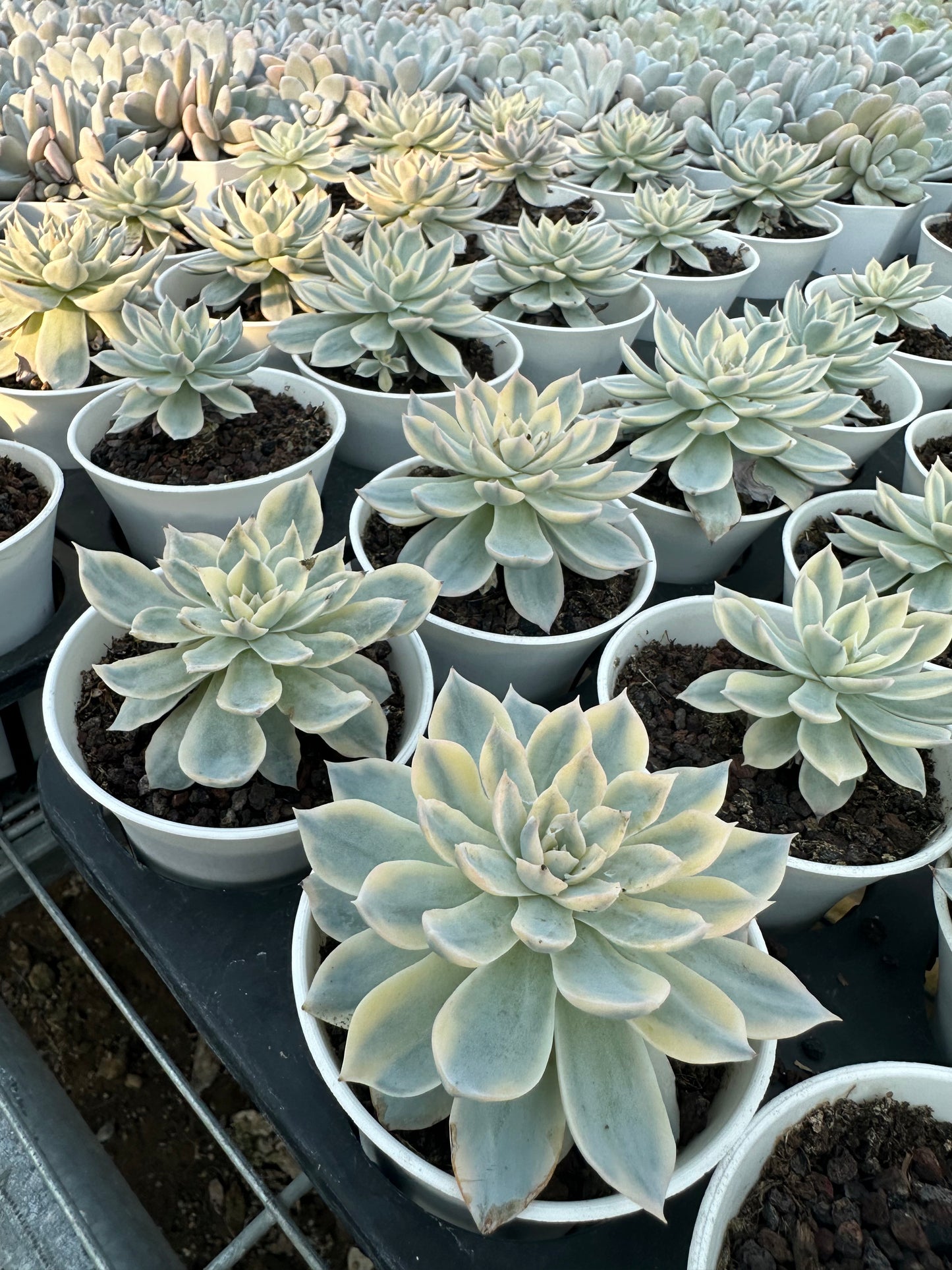 AS14 Echeveria peacockii Baker 'Variegated'(Pot size 3.6in)/Echeveria/Variegated Natural Live Plants Succulents