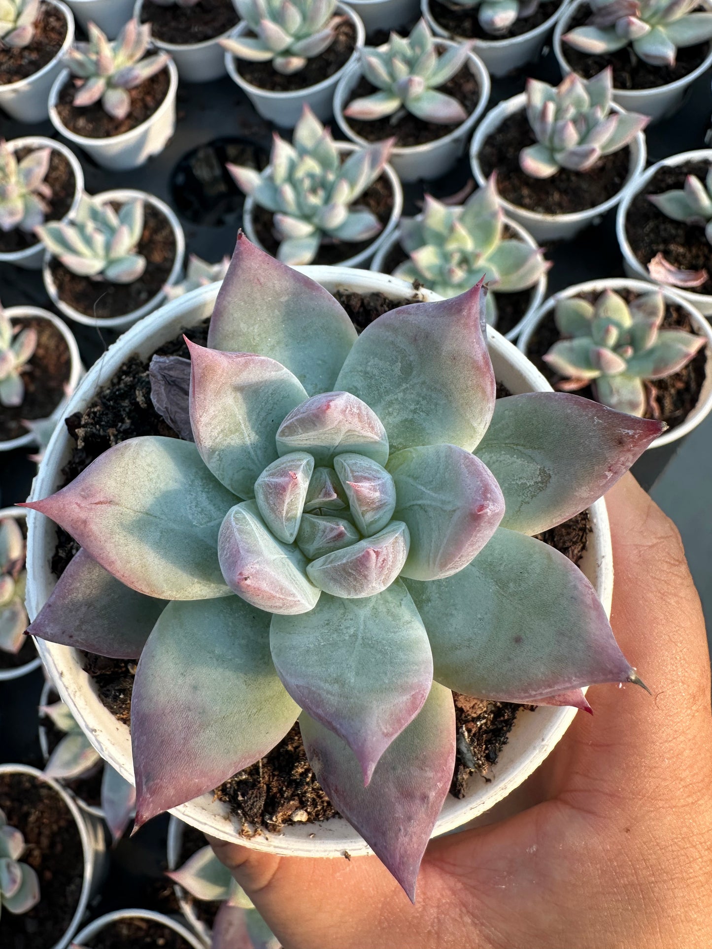 AS15 Echeveria colorata(Pot size 3.6in)/Echeveria/Variegated Natural Live Plants Succulents