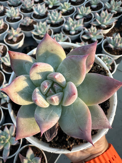 AS15 Echeveria colorata(Pot size 3.6in)/Echeveria/Variegated Natural Live Plants Succulents