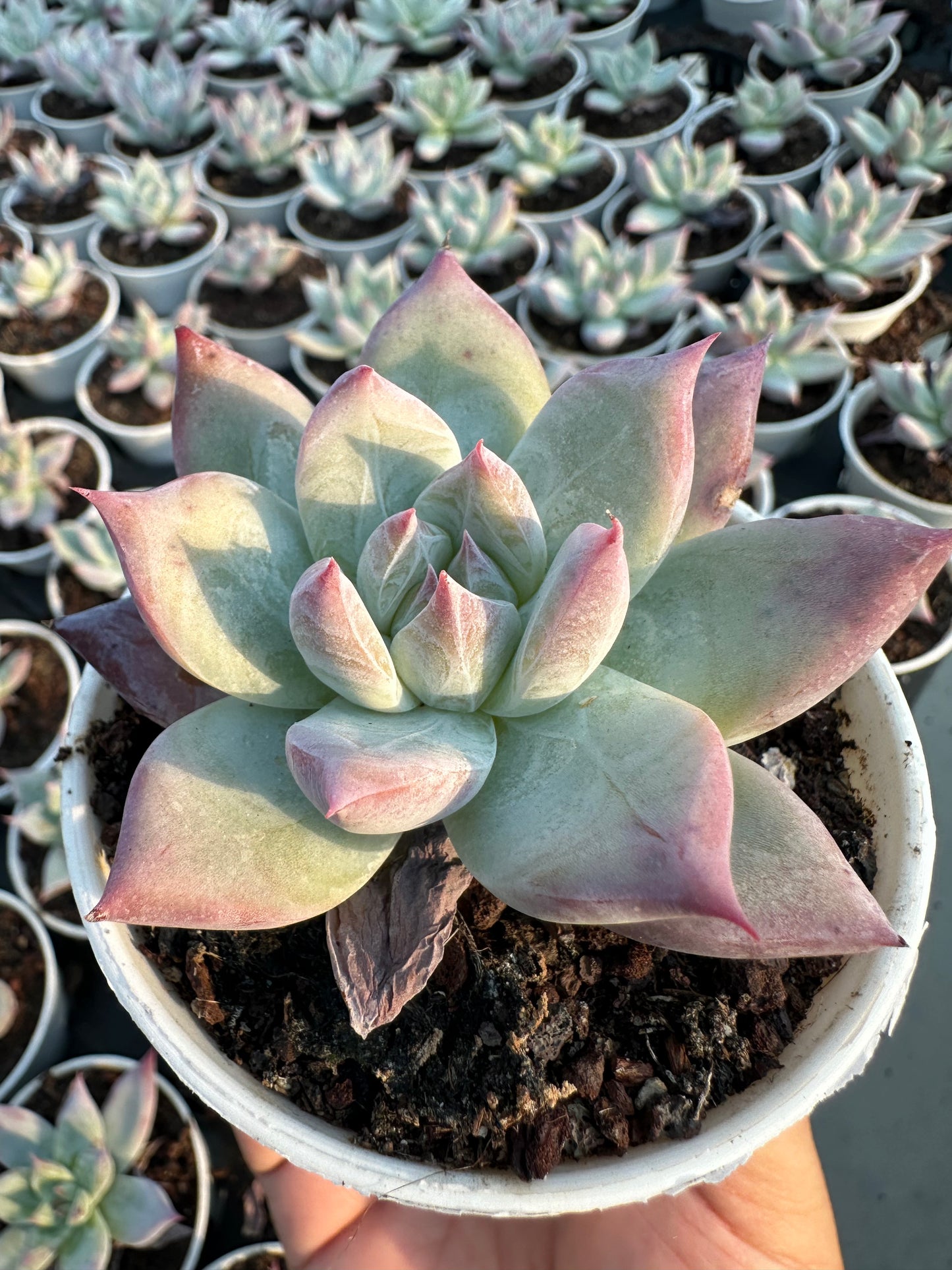 AS15 Echeveria colorata(Pot size 3.6in)/Echeveria/Variegated Natural Live Plants Succulents