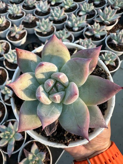 AS15 Echeveria colorata(Pot size 3.6in)/Echeveria/Variegated Natural Live Plants Succulents