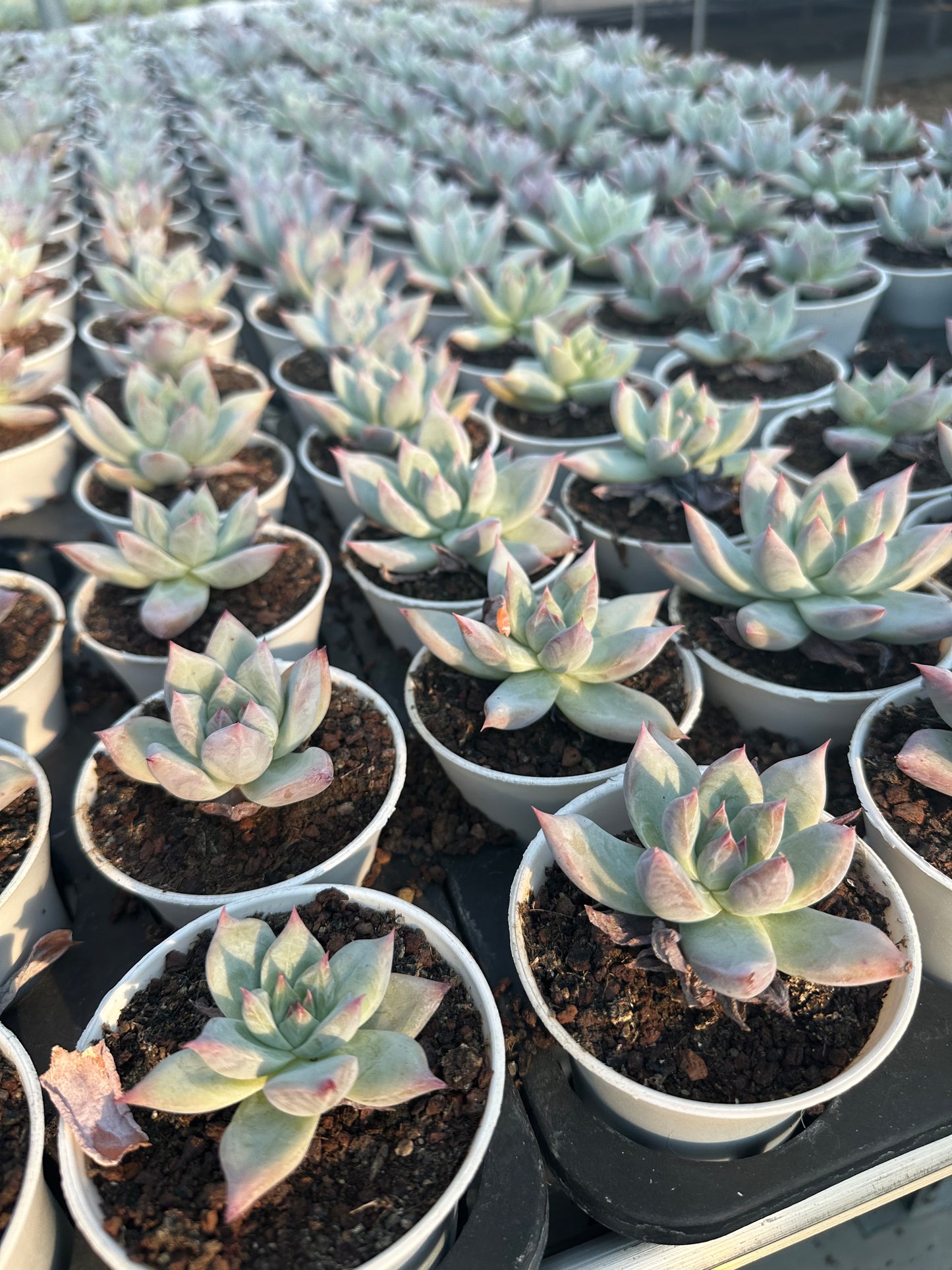 AS15 Echeveria colorata(Pot size 3.6in)/Echeveria/Variegated Natural Live Plants Succulents