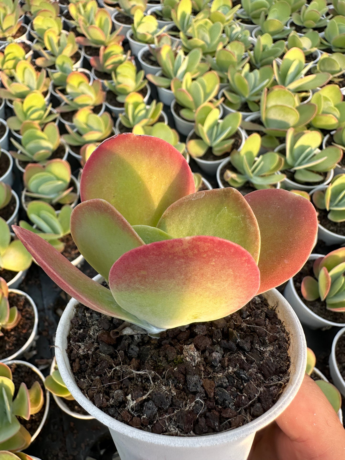 AS16 Kalanchoe thyrsiflora(Pot size 3.6in)/Echeveria/Variegated Natural Live Plants Succulents