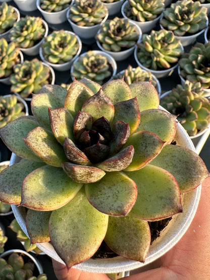 AS17 Echeveria 'Amethyst'(Pot size 3.6in)/Echeveria/Variegated Natural Live Plants Succulents