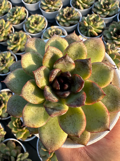 AS17 Echeveria 'Amethyst'(Pot size 3.6in)/Echeveria/Variegated Natural Live Plants Succulents