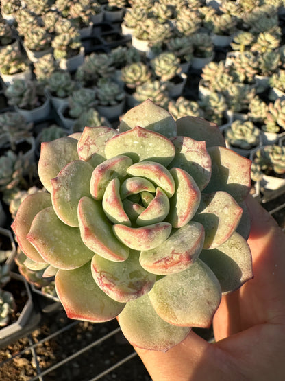 AS18 Sedeveria ‘Pudgye’(Pot size 2.6in)/Echeveria/Variegated Natural Live Plants Succulents